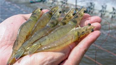 AI 蝦類養殖新紀元 ， 降低浪費讓經營 更永續